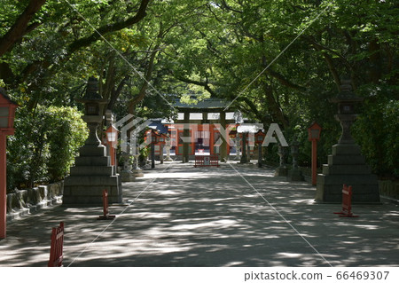 Sumiyoshi Shrine Omotesando through the sunbeams Sumiyoshi Shrine Omotesando through the sunbeams 66469307