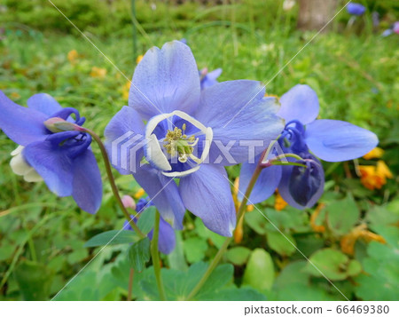 Flower of Western Odamaki Flower of Western Odamaki 66469380