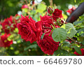Red rose 66469780