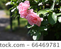 Pink rose 66469781