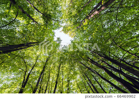 Linden trunks with branches covered by green 66469902
