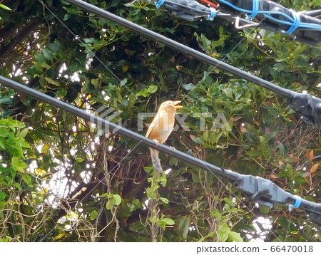 Gabicho on a power line in a residential area 66470018