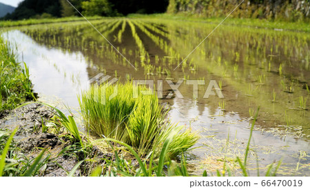 Slope rice terrace Slope rice terrace 66470019