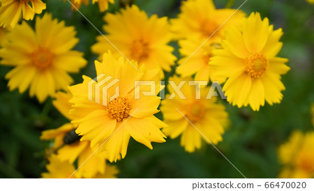 Yellow flower Yellow flower 66470020
