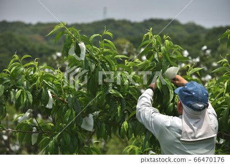 果園風光 果園風光 66470176