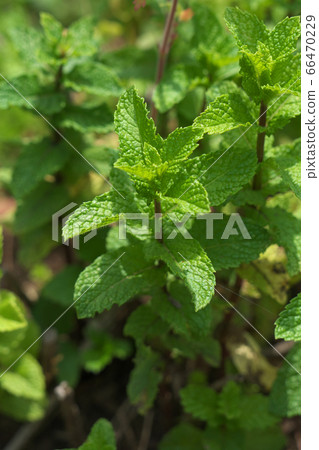 Spearmint (Natural mint, Green mint) leaves 66470229