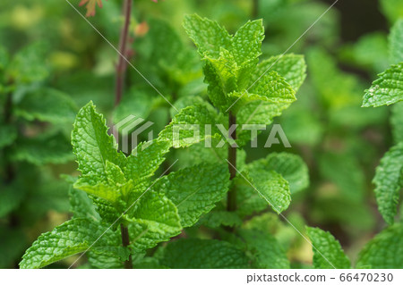 Spearmint (Natural mint, Green mint) leaves 66470230