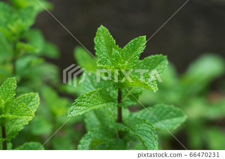 Spearmint (Natural mint, Green mint) leaves 66470231