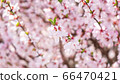 Pink cherry tree 66470421