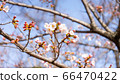 Cherry tree top 66470422