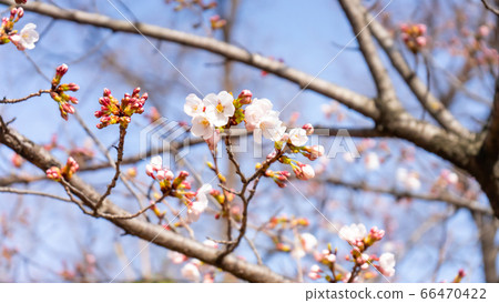 Cherry tree top Cherry tree top 66470422