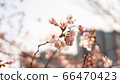 Backlight cherry 66470423