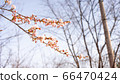 Cherry tree top 66470424