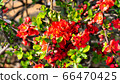 Camellia 66470425