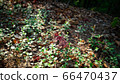 Wild grass sprout 66470437
