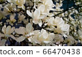 Night magnolia 66470438
