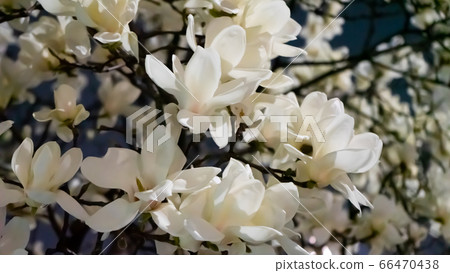 Night magnolia Night magnolia 66470438
