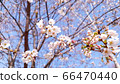 Spring cherry blossoms 66470440