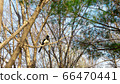 Magpie on the tree 66470441