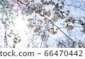 Backlight cherry 66470442