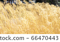 Shaking reed 66470443