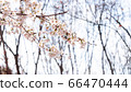 Spring cherry tree 66470444