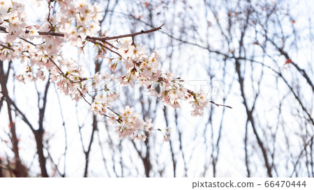 Spring cherry tree Spring cherry tree 66470444
