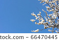 Cherry blossoms and blue sky 66470445