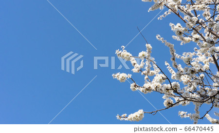 Cherry blossoms and blue sky Cherry blossoms and blue sky 66470445