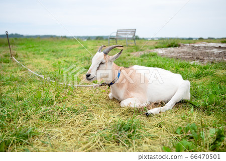 Sitting goat 66470501