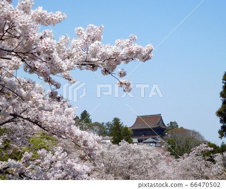 Kinpusenji Zao-do in the 1000 cherry trees of Yoshino, Nara 66470502