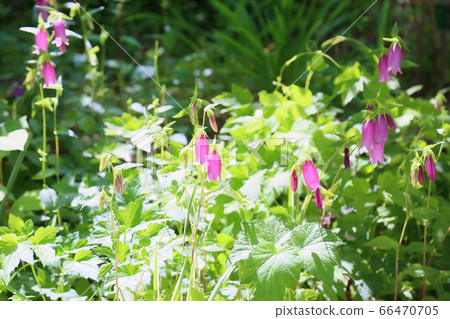 Campanula flower of firefly Campanula flower of firefly 66470705