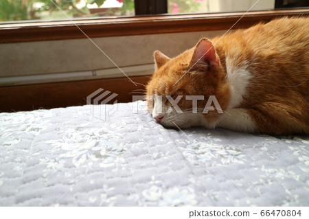 Cute domestic cat Cute domestic cat 66470804