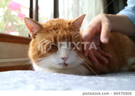 Cute domestic cat Cute domestic cat 66470806