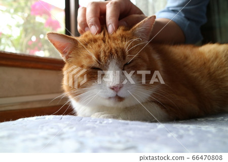 Cute domestic cat 66470808