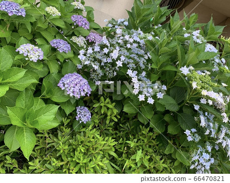 雨季的花朵 雨季的花朵 66470821