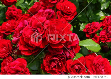 Rose Lava Grut 01 Rose Lava Grut 01 66470939