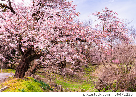 [山梨縣] Anayama櫻花公園的櫻花 66471236