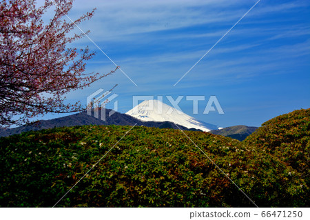 從箱根公園(縣立Onshi箱根公園),神奈川縣,箱根町和展望台眺望的富士山(1) 從箱根公園(縣立Onshi箱根公園),神奈川縣,箱根町和展望台眺望的富士山(1) 66471250