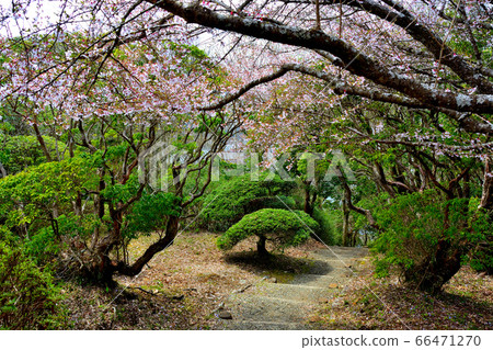 箱根町神奈川縣箱根公園（縣立箱根公園），從天文台到園之花廣場的庭園小徑 66471270