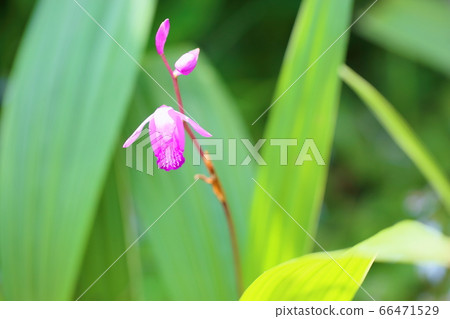 Silane flower 66471529