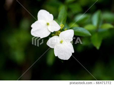 Gakuutsugi Gakuutsugi 66471772