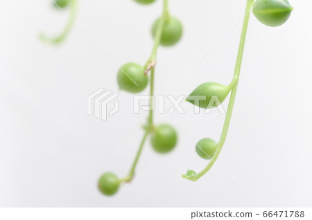 Welcome to the world of succulents Welcome to the world of succulents 66471788