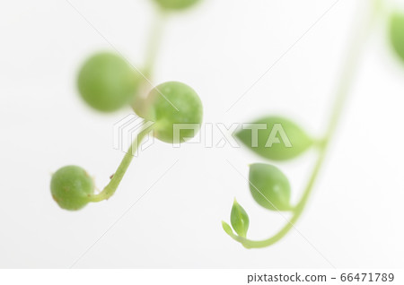 歡迎來到多肉植物的世界 歡迎來到多肉植物的世界 66471789