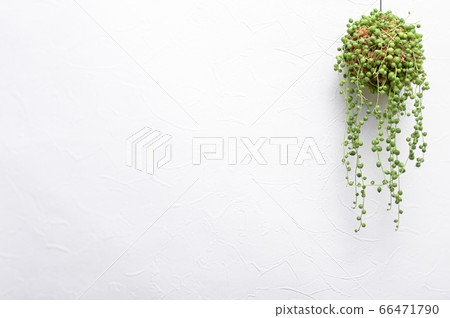 歡迎來到多肉植物的世界 歡迎來到多肉植物的世界 66471790
