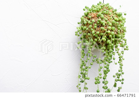 歡迎來到多肉植物的世界 66471791