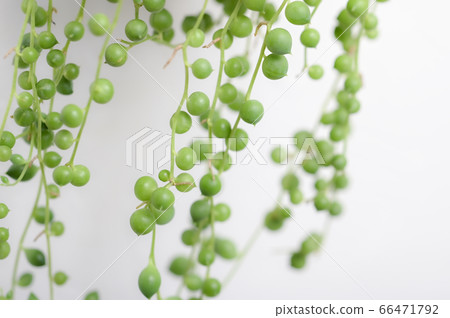 歡迎來到多肉植物的世界 歡迎來到多肉植物的世界 66471792