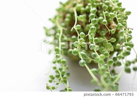 歡迎來到多肉植物的世界 歡迎來到多肉植物的世界 66471793
