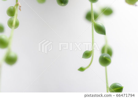 歡迎來到多肉植物的世界 歡迎來到多肉植物的世界 66471794