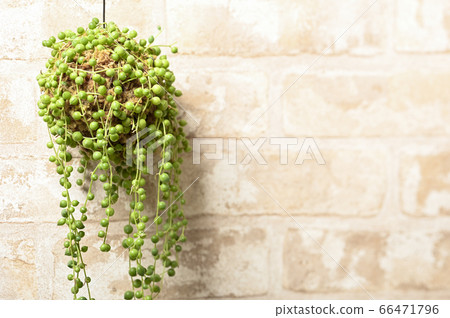 歡迎來到多肉植物的世界 歡迎來到多肉植物的世界 66471796